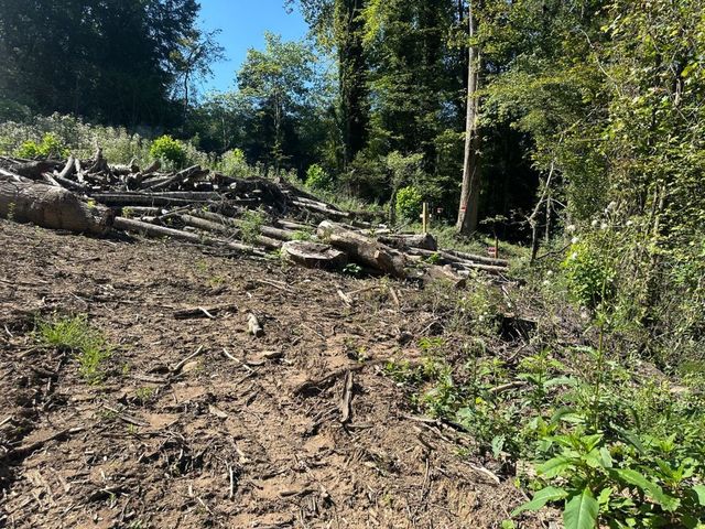 Edge of the cleared area at the tree line