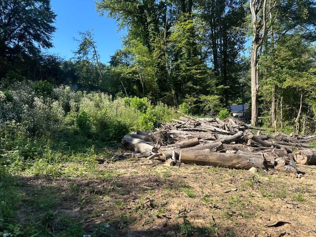 Wooded edge of the lot beside the cleared pad