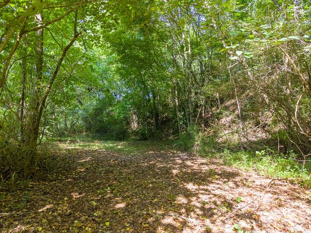 Wooded part of the acreage
