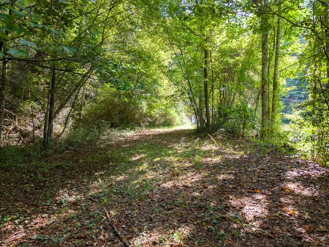 Wooded trail