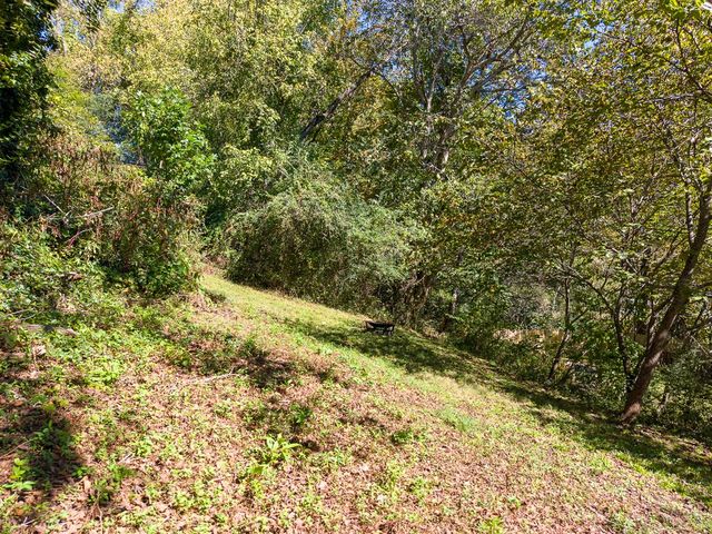Wooded upper part of the lot